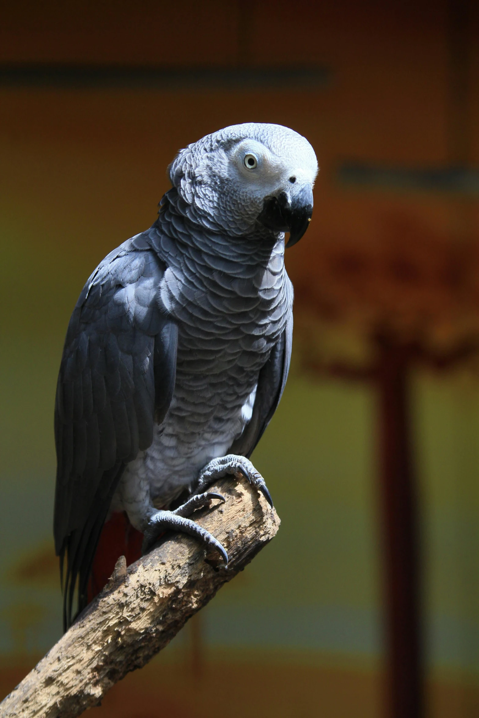 an african gray parrot perched on a tree nch