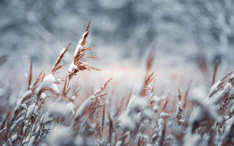 some plants covered in snow are pictured here