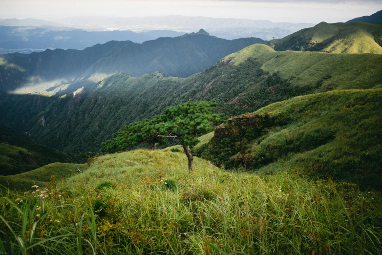 a lone tree is in the middle of a grassy area overlooking mountains