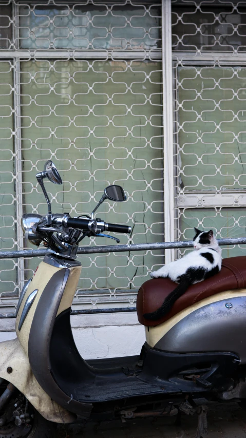 the cat lies on the top of a motorcycle