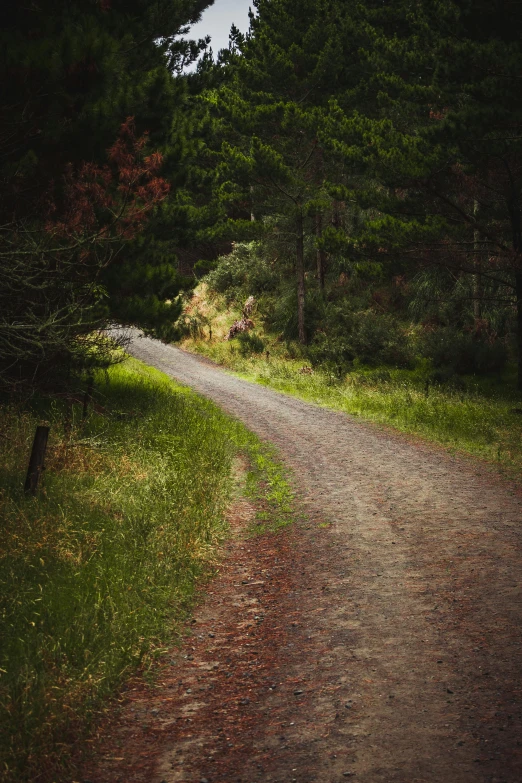 the view of a road in the forest from the side