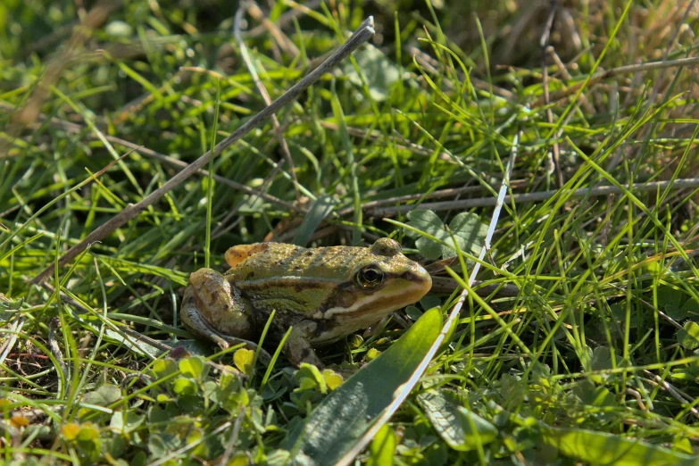 a frog sits in the grass under a leaf