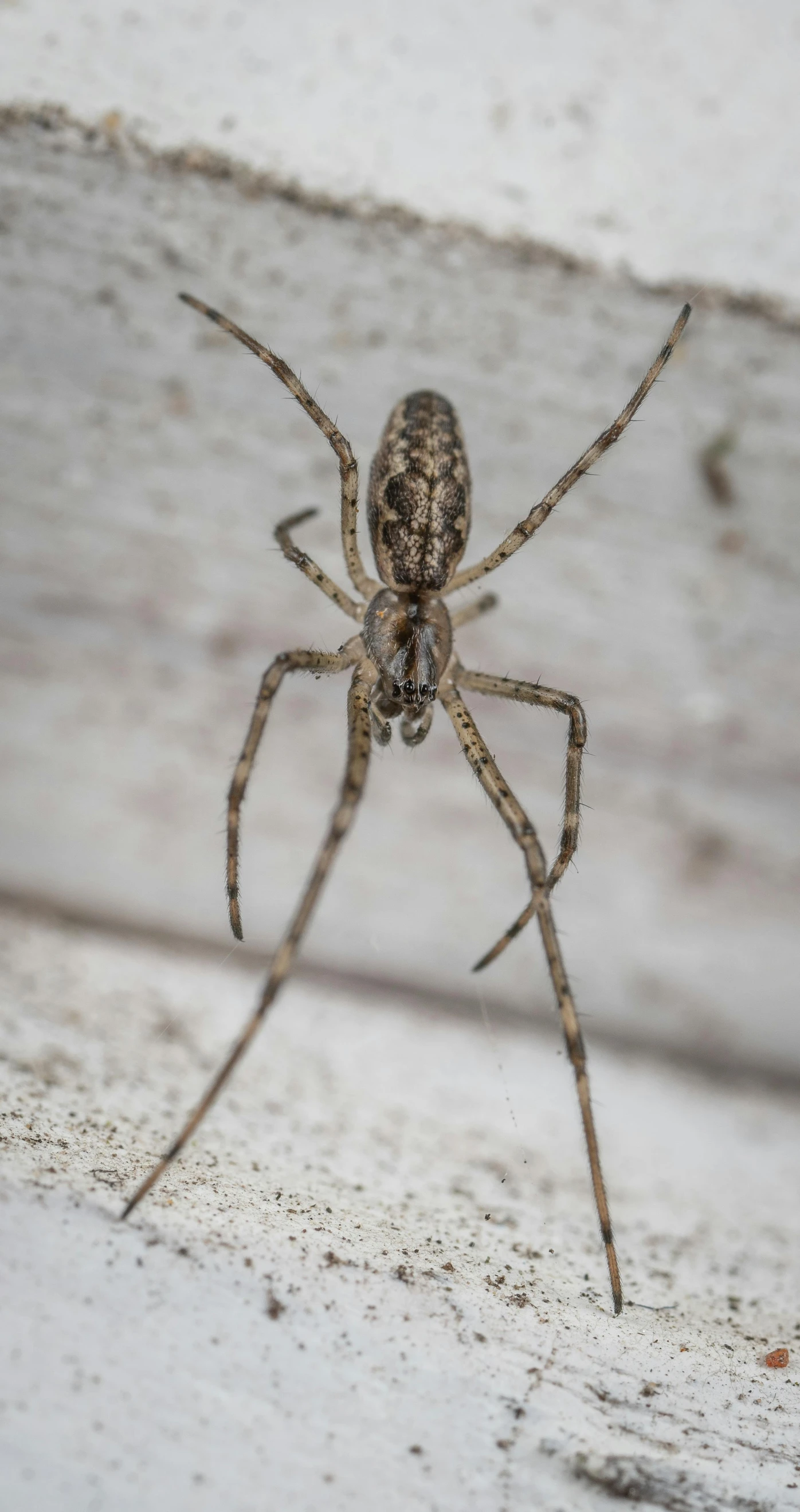 the very long legged spider is very close to the camera