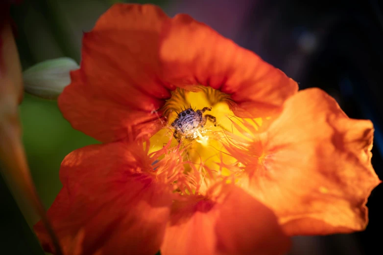 an orange flower with a black bug inside of it