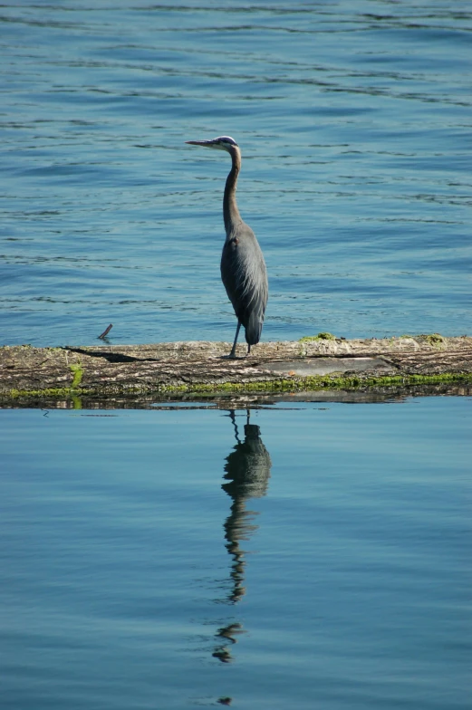 the crane is walking on the low log of a log