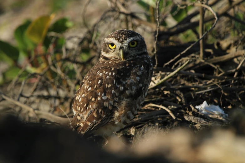 a owl sitting on the ground near nches