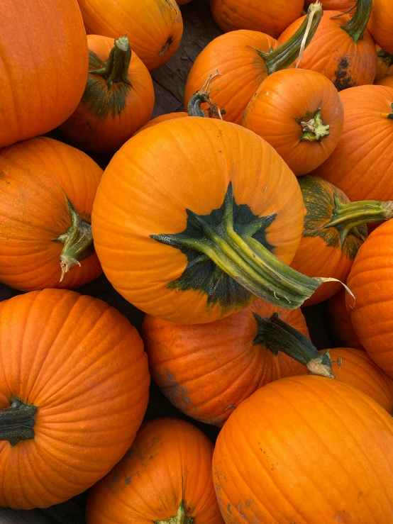 a large group of orange pumpkins that are sitting together
