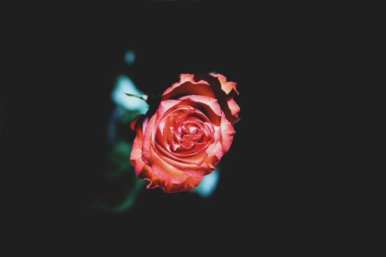 a single red rose is shining with a black background