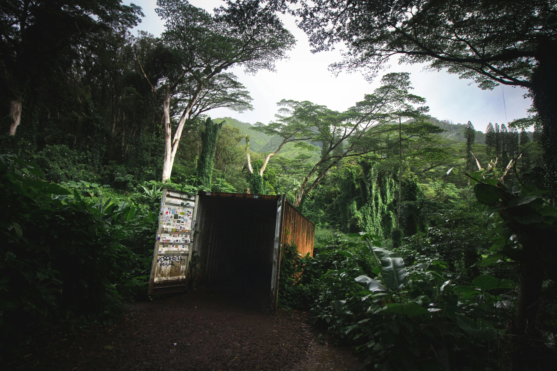 the doorway to the jungle is open to reveal a dense green forest