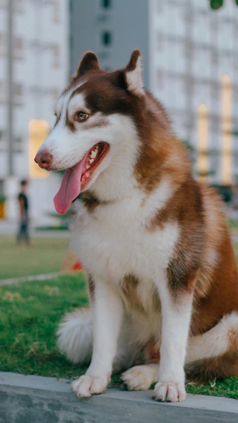 there is a dog that is sitting on the grass