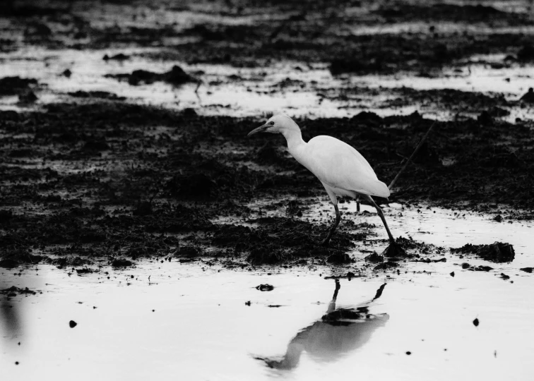 a single bird standing on wet ground next to water