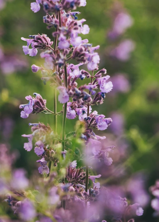 lavenders are so pretty they can almost touch your face