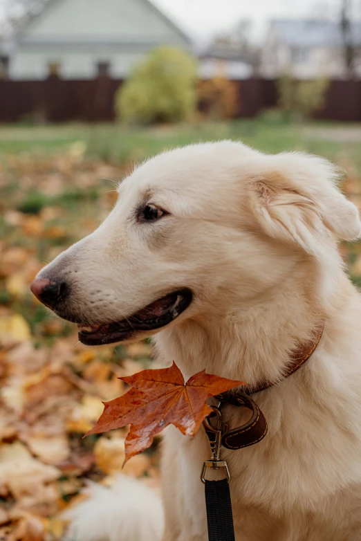 a white dog is sitting on the leaves