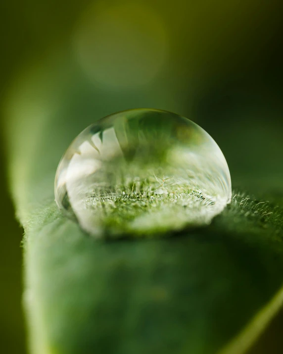 a drop of water sits on top of a green leaf