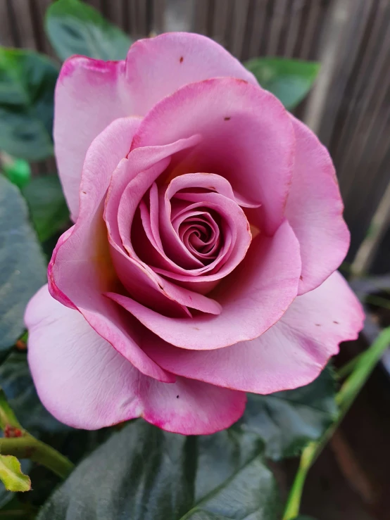 a pink rose is blooming by some green leaves