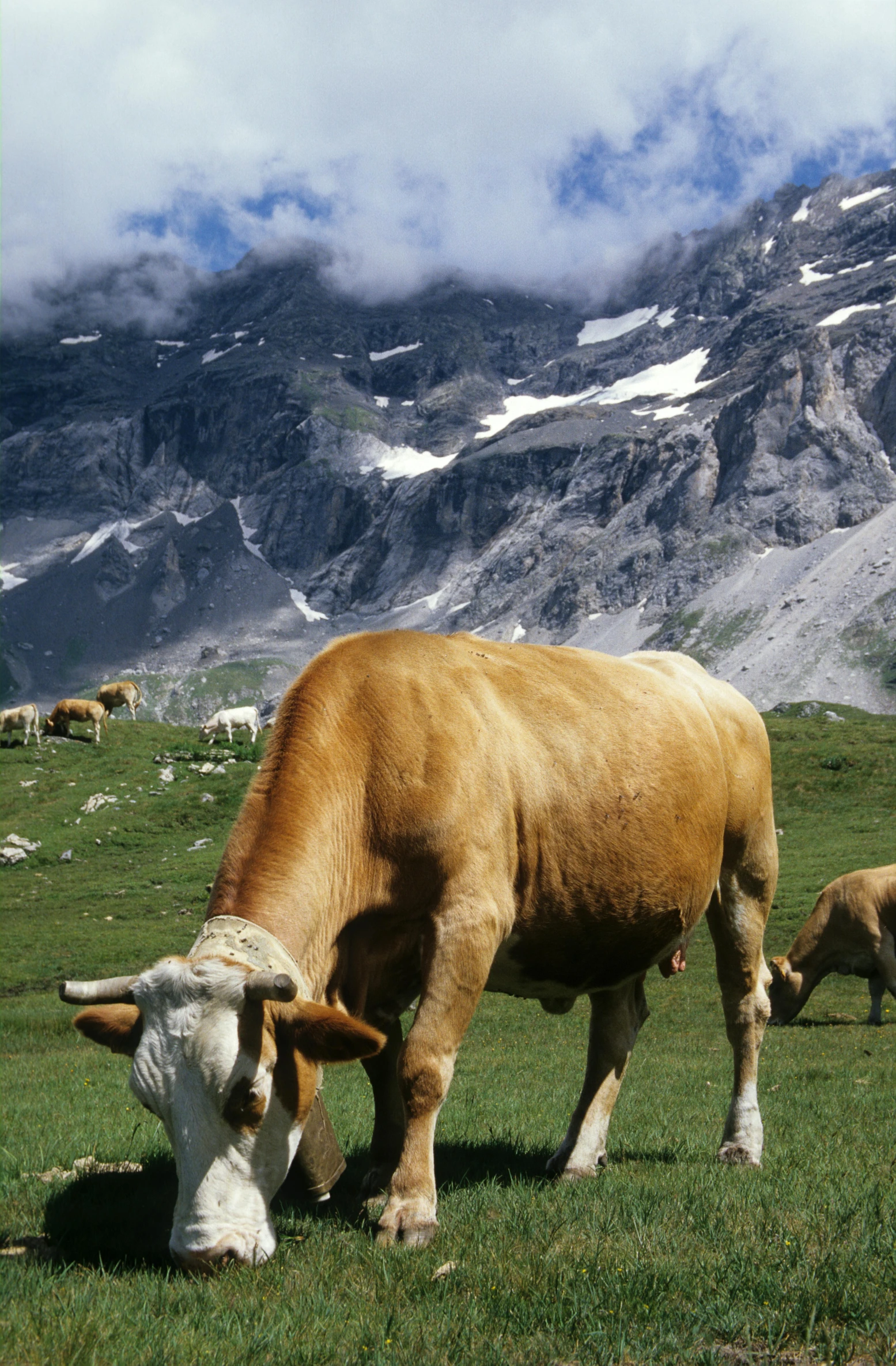 several cows grazing in a green pasture below mountains