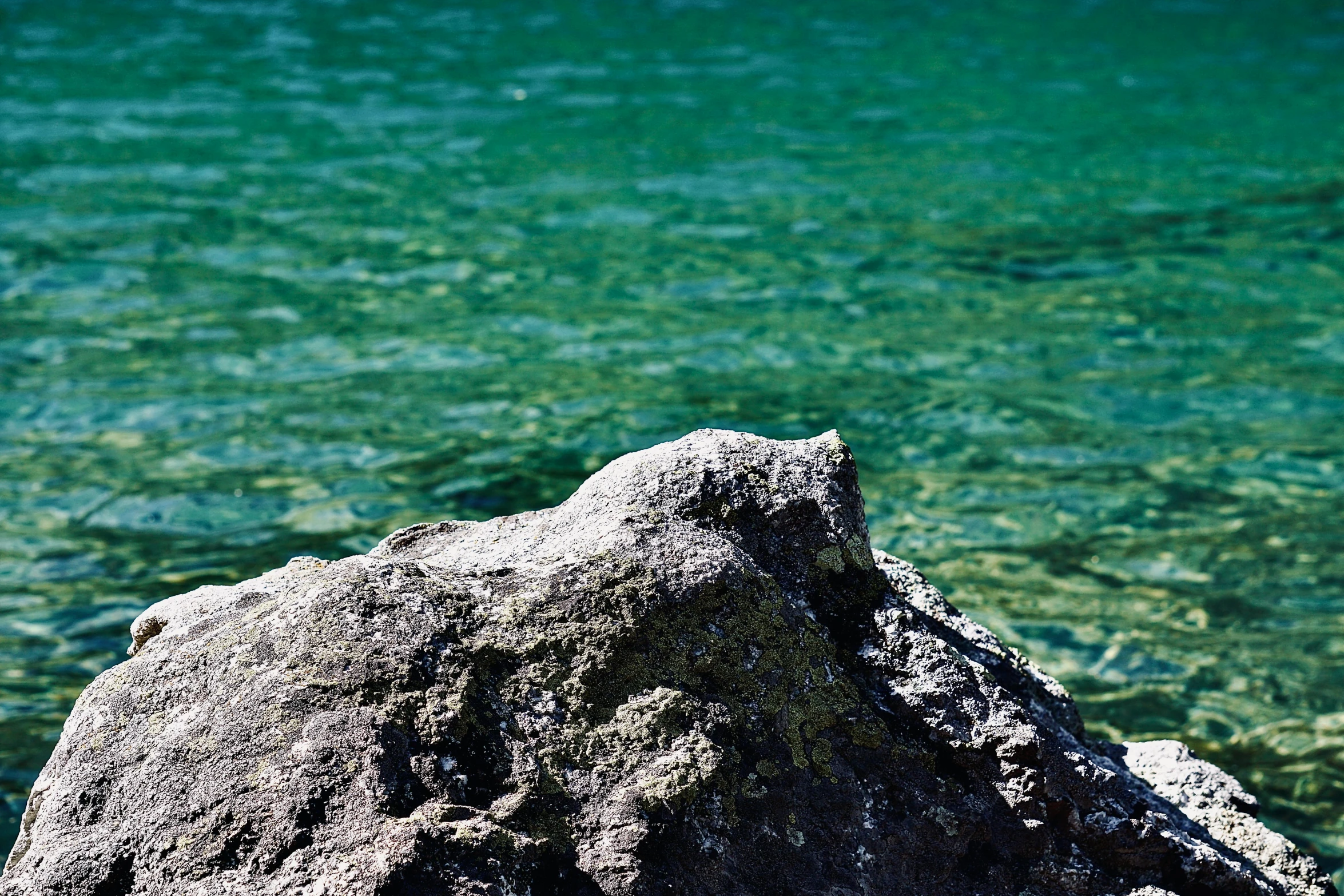 a seagull perched on top of a rock near water