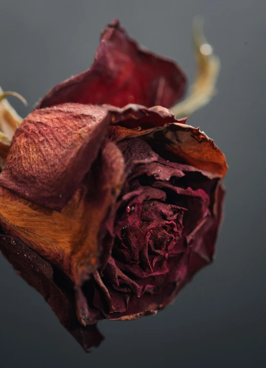 a flower bud opened up on a grey surface