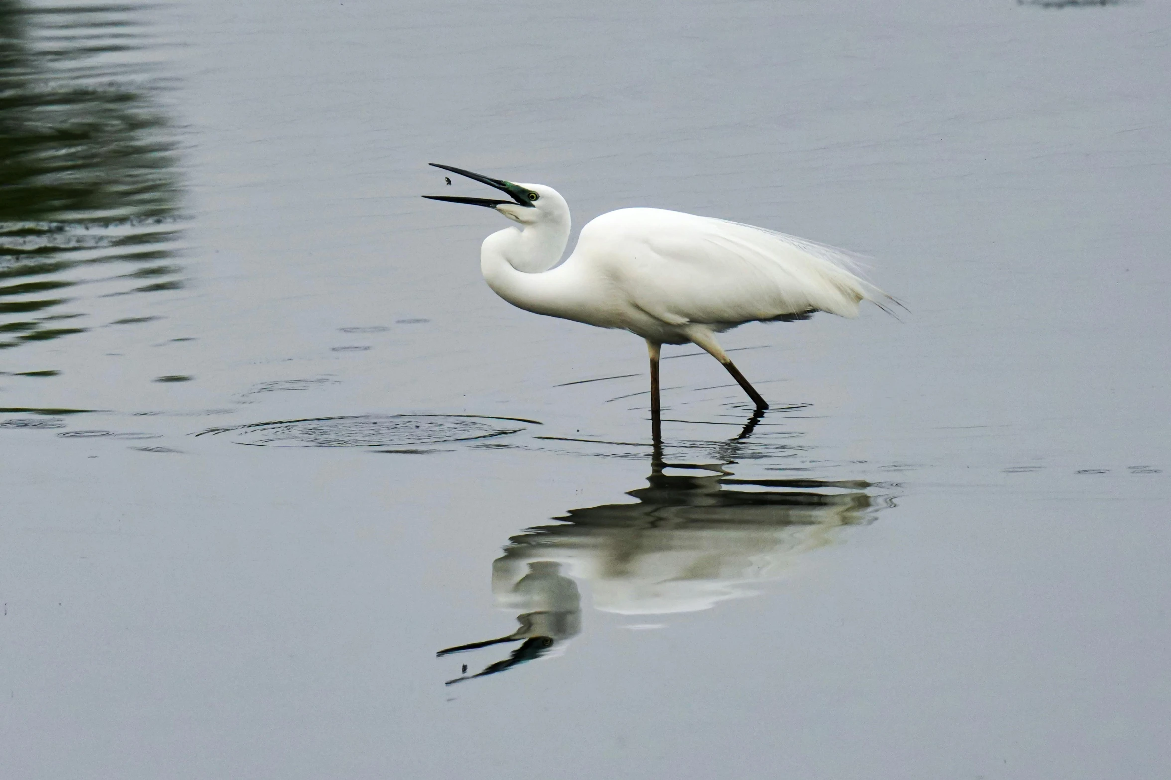 an egret walks along on the water in its natural habitat
