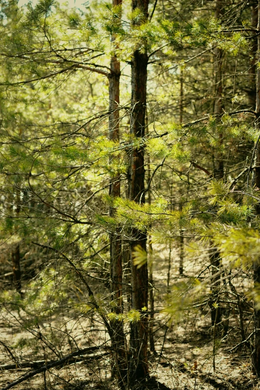 a forest with several trees and grass