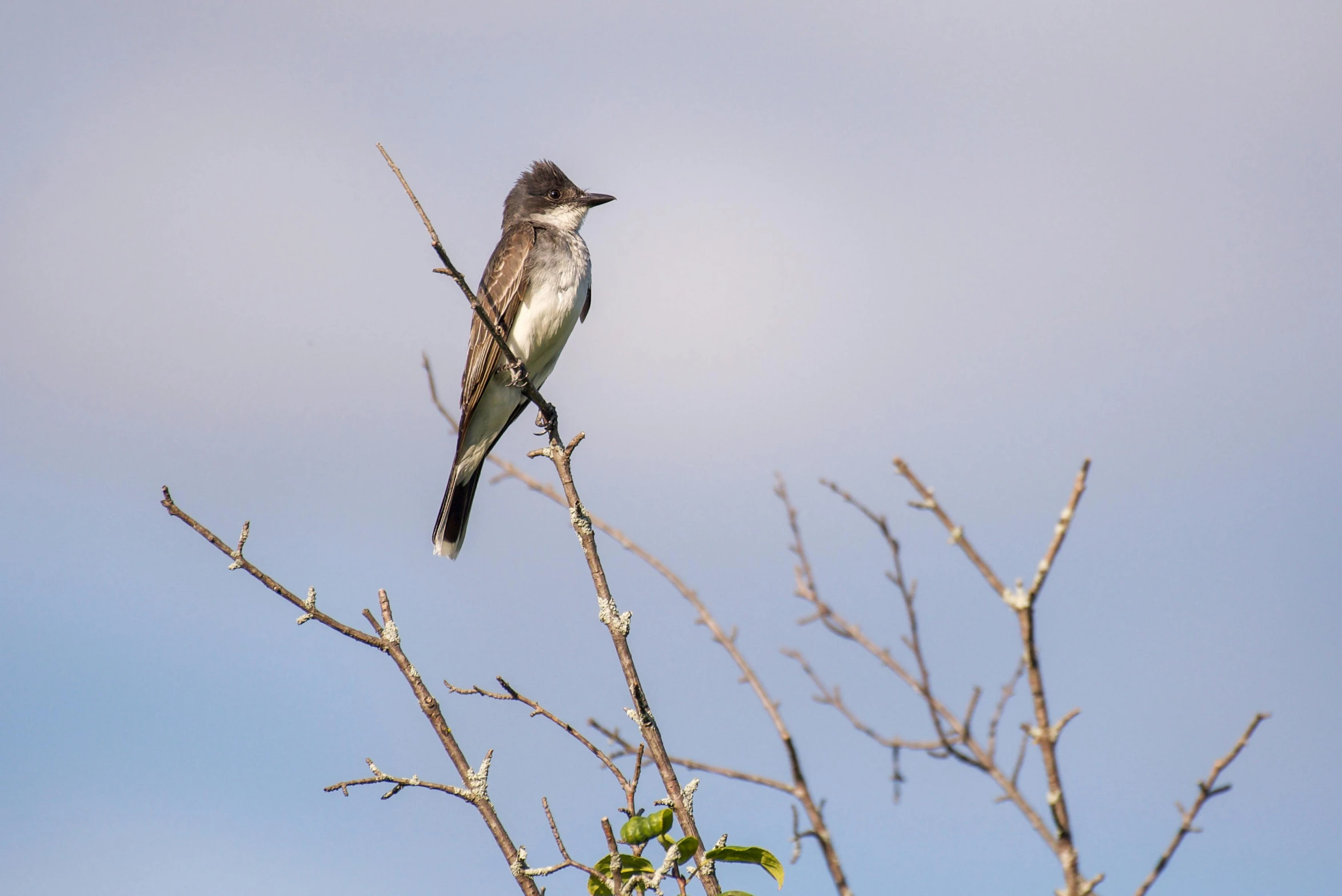 small bird perched on nch of tree against blue sky