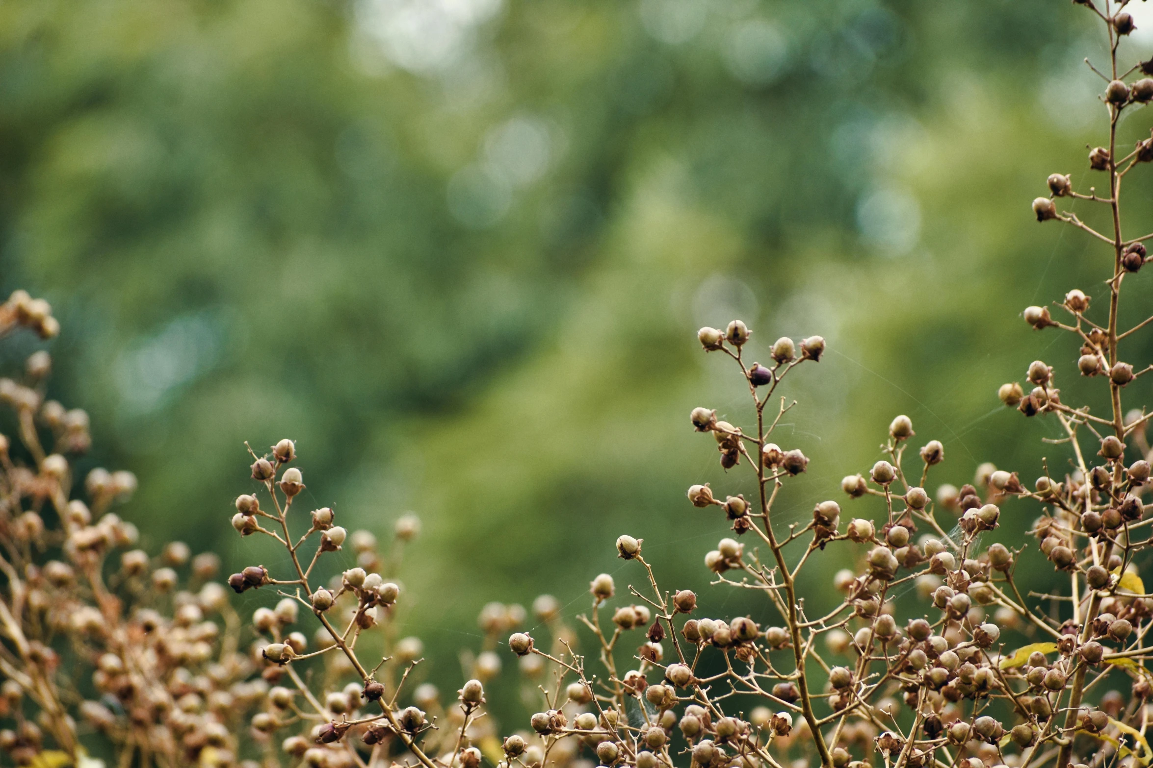 a bunch of dry flowers next to trees in the forest