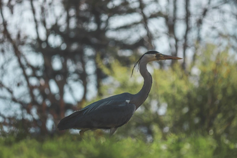 a bird with a long beak standing in the forest