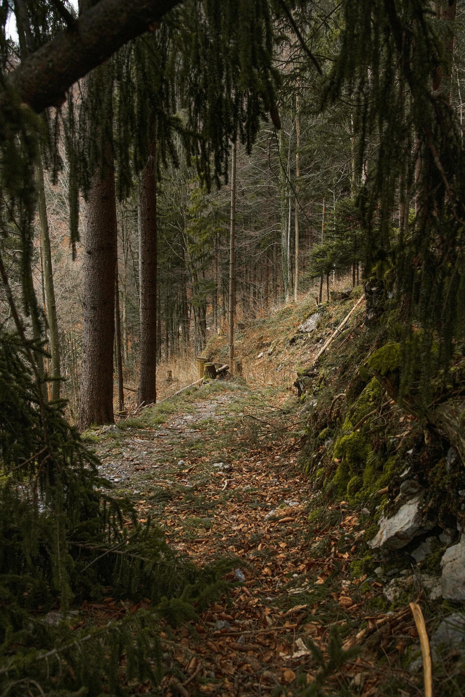 a trail that is next to some trees