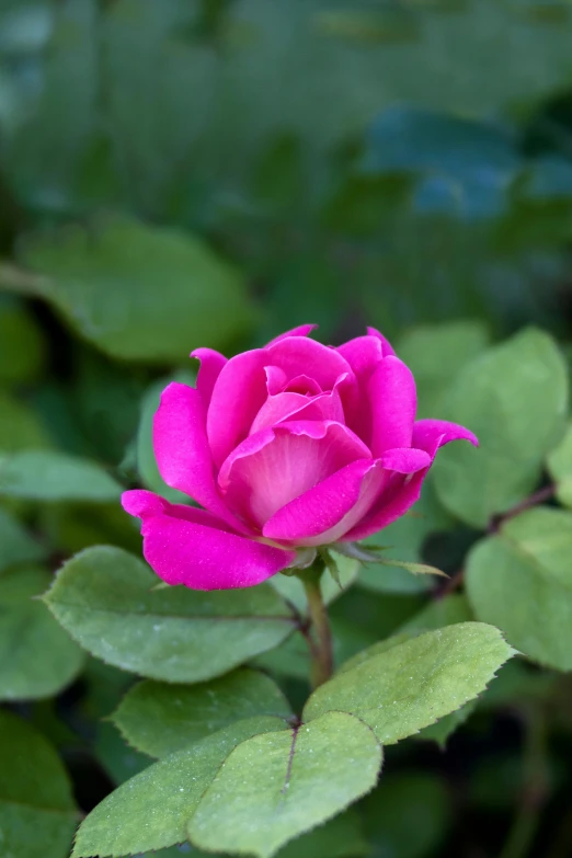 a pink flower with green leaves in the foreground