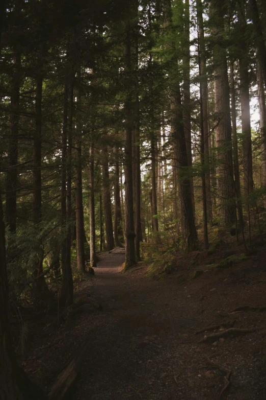 a path through the woods in the woods