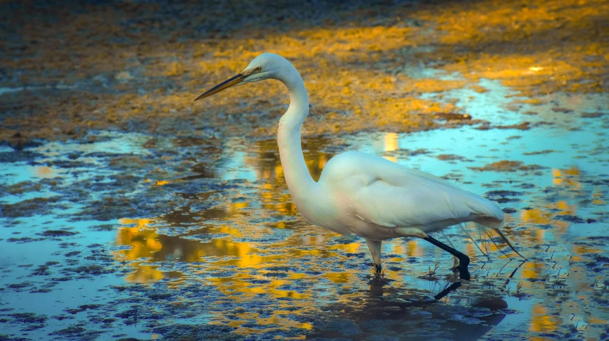 a white bird is standing in the water