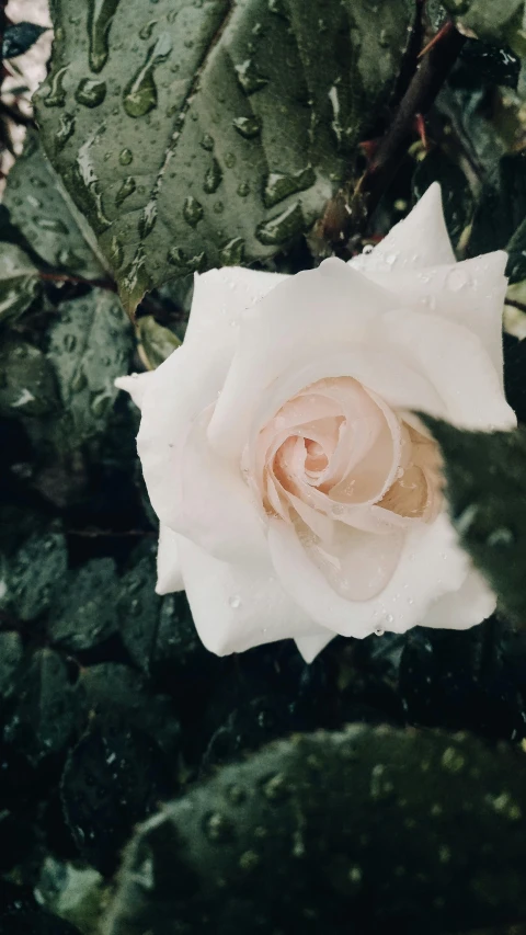 a white rose with water droplets on it
