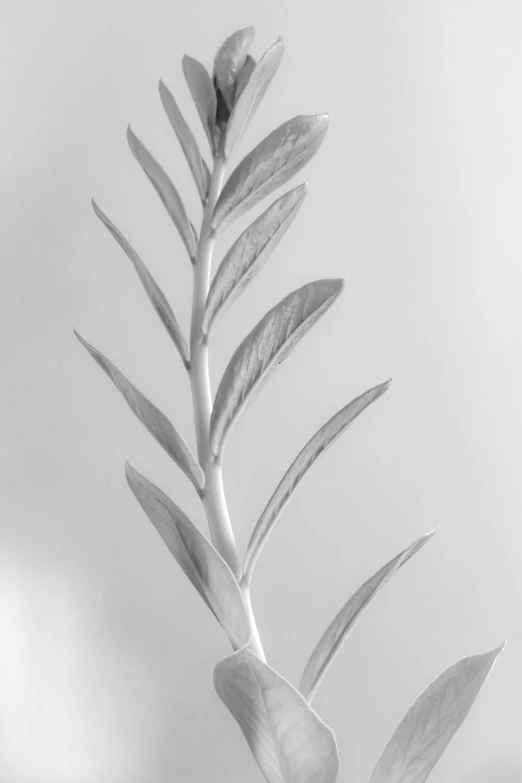 this is an image of a plant against a light grey background