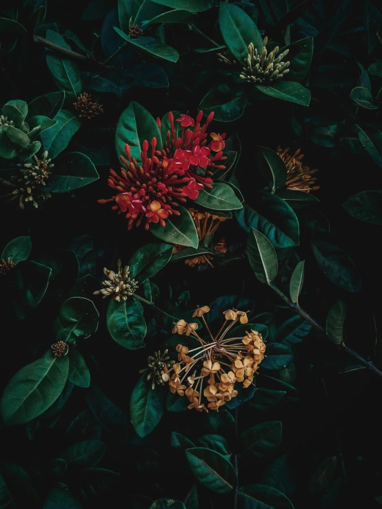 flowers and plants are seen close up on this dark background