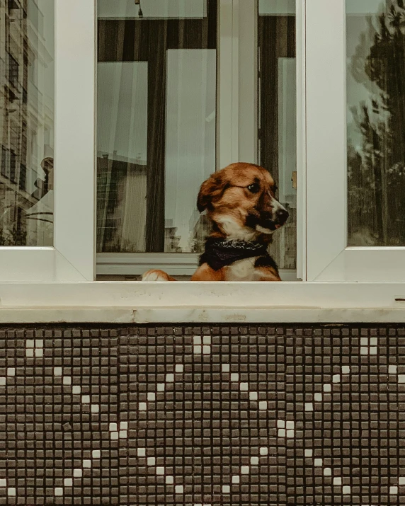 dog in bow tie looking out of window with heart pattern design