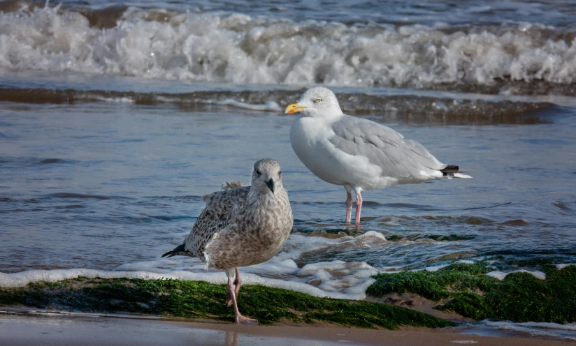 a couple of seagulls standing in the ocean water