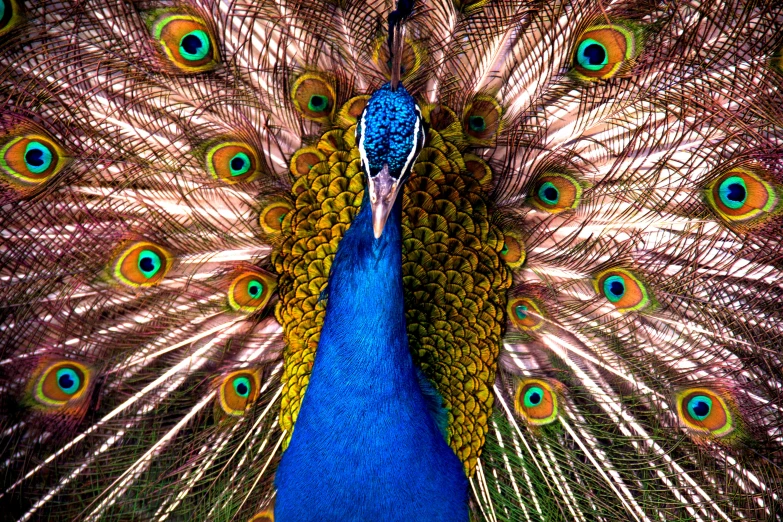 a peacock with his feathers back to the camera