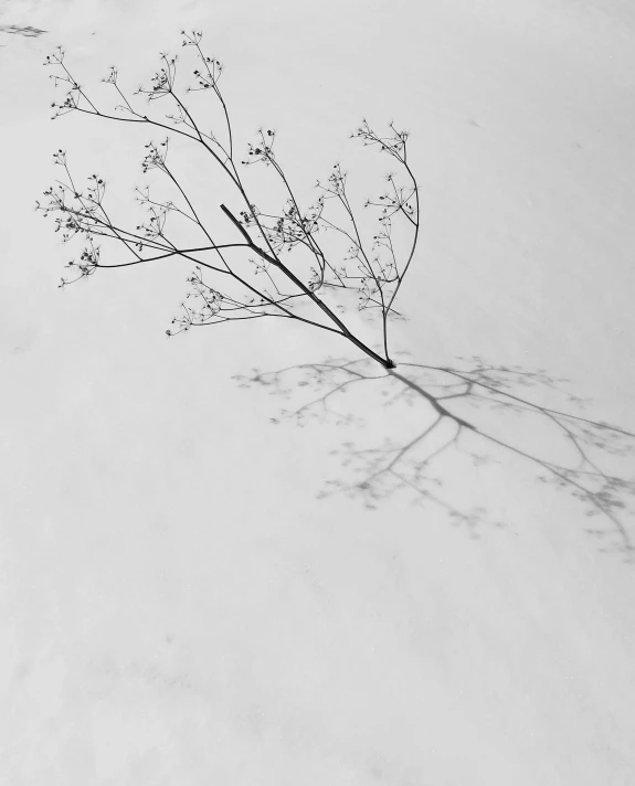 the small twig from some sort of tree has dried in the snow