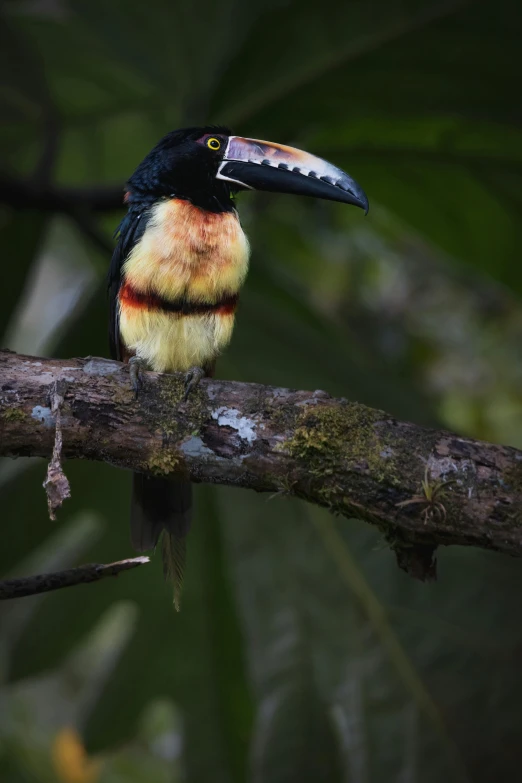 a bird sits on a nch in the forest