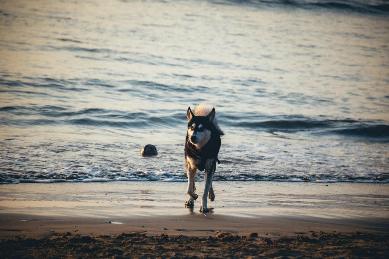 a horse running on the beach by the water