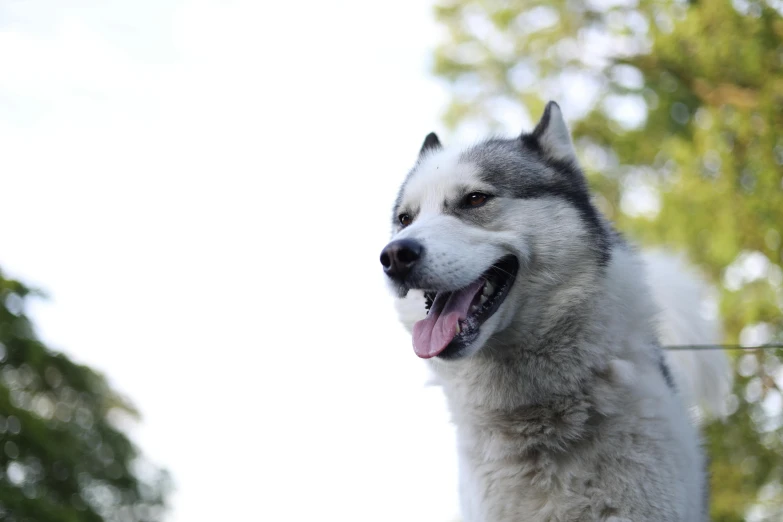 a dog has his mouth open as he stands on a wire