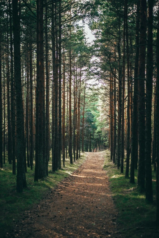 a road in the middle of a forest lined with trees