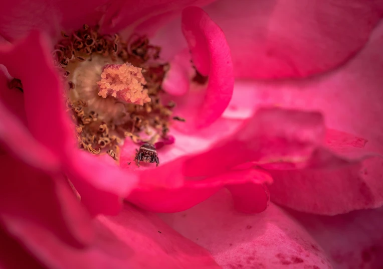 a close up po of the center of a pink rose