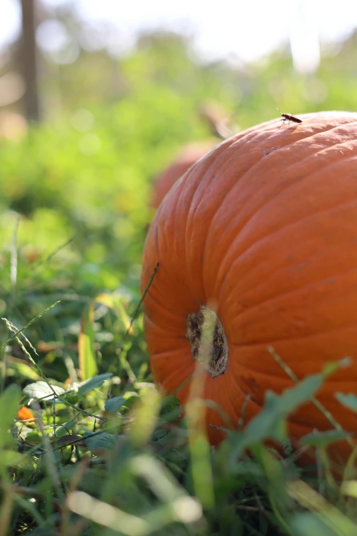 two pumpkins are sitting in the grass on the sunny day