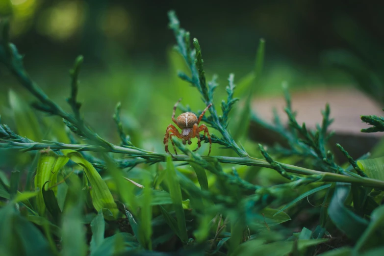 a crab is on a weed plant in the grass