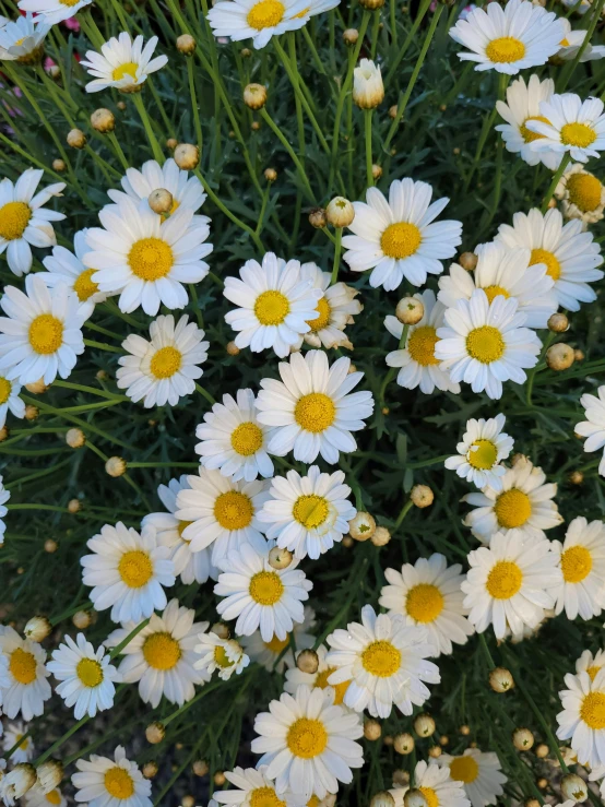 white daisies and yellow stamens in the desert