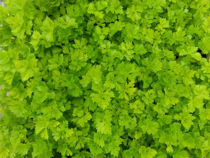 large, green plant leaves with thick green foliage