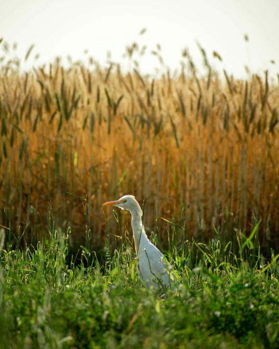 a white bird standing in the middle of a field of grass