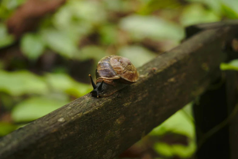 a snail on a tree nch outside