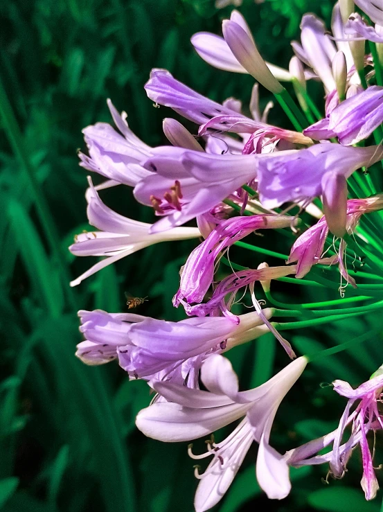 this is an extreme closeup s of purple flowers